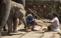 Σοκαριστικές εικόνες από το βασανισμό ελεφάντων στην Ινδία - Φωτογραφία 6