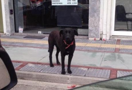 Αμαλιάδα: Έδεσαν σκύλο σε κολώνα και τον παράτησαν - Φωτογραφία 1