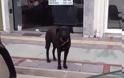 Αμαλιάδα: Έδεσαν σκύλο σε κολώνα και τον παράτησαν