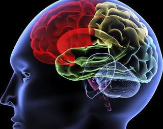 Είναι γεγονός - Δημιουργήθηκε ο πρώτος ανθρώπινος εγκέφαλος εργαστηρίου - Φωτογραφία 1