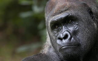 Οι πίθηκοι βρίσκονται απροσδόκητα πιο κοντά στην ανάπτυξη ικανότητας ομιλίας - Φωτογραφία 1