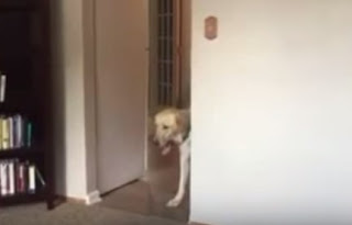 Ο φόβος που έχει αυτός ο σκύλος είναι η χαρά κάθε νοικοκυράς... [video] - Φωτογραφία 1