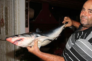 Μικρός καρχαρίας πιάστηκε στα δίχτυα ψαρά στις Νηές [video] - Φωτογραφία 1