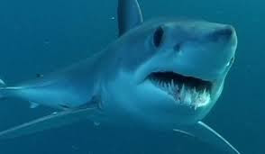 Θανατώθηκαν περισσότεροι από 600 καρχαρίες στην Αυστραλία - Φωτογραφία 1