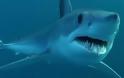 Θανατώθηκαν περισσότεροι από 600 καρχαρίες στην Αυστραλία