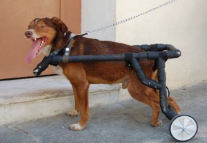 ΧΙΛΙΑ ΜΠΡΑΒΟ: ΑΥΤΟΣ είναι ο Έλληνας που κάνει ανάπηρα σκυλάκια να ξαναπερπατήσουν... [photos] - Φωτογραφία 2