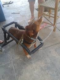 ΧΙΛΙΑ ΜΠΡΑΒΟ: ΑΥΤΟΣ είναι ο Έλληνας που κάνει ανάπηρα σκυλάκια να ξαναπερπατήσουν... [photos] - Φωτογραφία 7