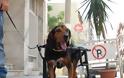 ΧΙΛΙΑ ΜΠΡΑΒΟ: ΑΥΤΟΣ είναι ο Έλληνας που κάνει ανάπηρα σκυλάκια να ξαναπερπατήσουν... [photos] - Φωτογραφία 5