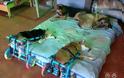 ΧΙΛΙΑ ΜΠΡΑΒΟ: ΑΥΤΟΣ είναι ο Έλληνας που κάνει ανάπηρα σκυλάκια να ξαναπερπατήσουν... [photos] - Φωτογραφία 8