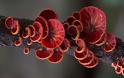 Τα πανέμορφα μανιτάρια της Αυστραλίας - Πολύχρωμα και παράξενα είδη που δεν περνούν απαρατήρητα… [photos] - Φωτογραφία 3