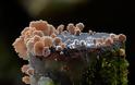 Τα πανέμορφα μανιτάρια της Αυστραλίας - Πολύχρωμα και παράξενα είδη που δεν περνούν απαρατήρητα… [photos] - Φωτογραφία 9