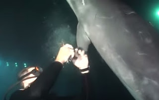 Ένα τραυματισμένο δελφίνι πλησίασε έναν δύτη για βοήθεια - Η συνέχεια συγκλονιστική... [video] - Φωτογραφία 1