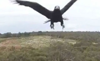 Αετός επιτίθεται σε drone - Δείτε ποιός νικά στο τέλος [video] - Φωτογραφία 1