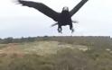 Αετός επιτίθεται σε drone - Δείτε ποιός νικά στο τέλος [video]