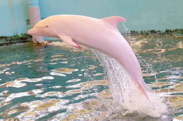 To σπάνιο ροζ δελφίνι φυλακισμένο σε ενυδρείο της Ιαπωνίας [photos] - Φωτογραφία 2