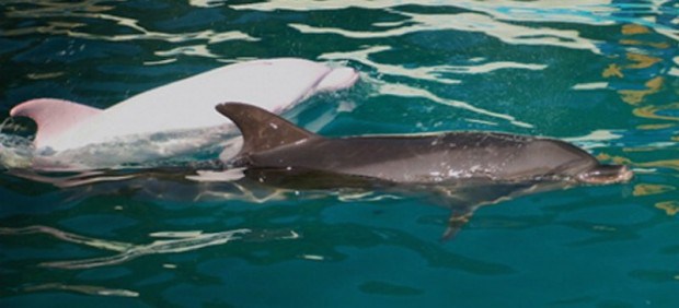 To σπάνιο ροζ δελφίνι φυλακισμένο σε ενυδρείο της Ιαπωνίας [photos] - Φωτογραφία 3