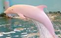 To σπάνιο ροζ δελφίνι φυλακισμένο σε ενυδρείο της Ιαπωνίας [photos]