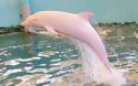 To σπάνιο ροζ δελφίνι φυλακισμένο σε ενυδρείο της Ιαπωνίας [photos] - Φωτογραφία 2
