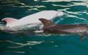 To σπάνιο ροζ δελφίνι φυλακισμένο σε ενυδρείο της Ιαπωνίας [photos] - Φωτογραφία 3