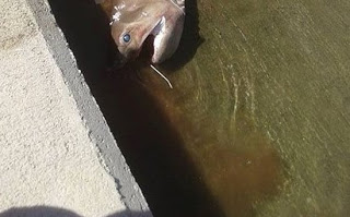 Κρήτη: Καρχαρίας περίπου 3 μέτρων πιάστηκε στα νότια [photos] - Φωτογραφία 1