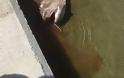 Κρήτη: Καρχαρίας περίπου 3 μέτρων πιάστηκε στα νότια [photos]