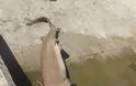 Κρήτη: Καρχαρίας περίπου 3 μέτρων πιάστηκε στα νότια [photos] - Φωτογραφία 5