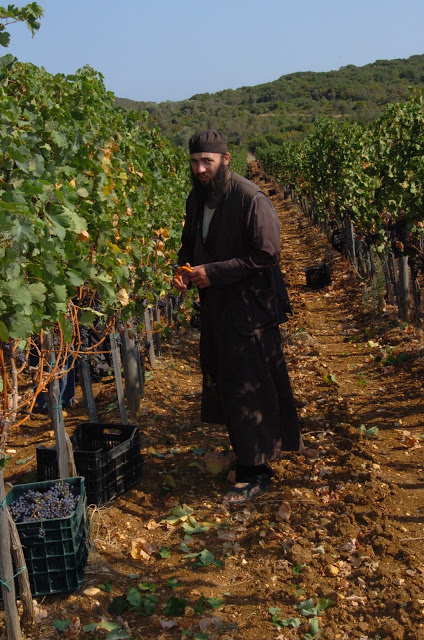 6988 - Άρχισε η συγκομιδή των σταφυλιών στο Χιλιανδάρι (φωτογραφίες) - Φωτογραφία 4