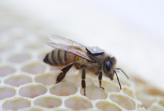 Intel chips για τη διάσωση των μελισσών - Φωτογραφία 1