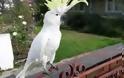 ΤΡΕΛΟ ΓΕΛΙΟ: Παπαγάλος στην Αυστραλία τραγουδάει… «Σαν πας στην Καλαμάτα» [video]