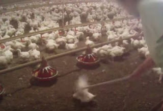 Δείτε το βίντεο - φρίκη που έκανε τα McDonald's να αλλάξουν προμηθευτή κοτόπουλων - Φωτογραφία 1