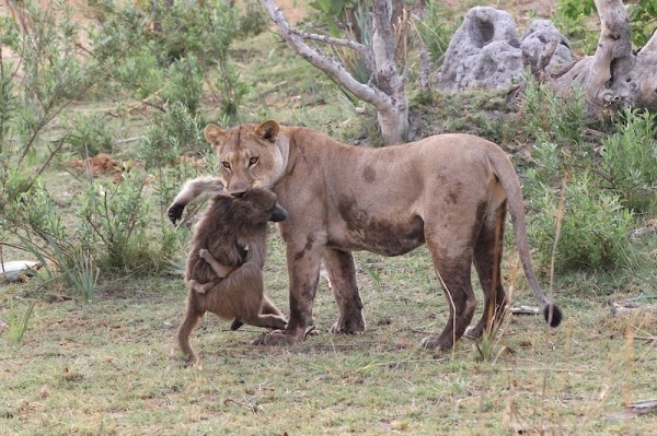Θηλυκό λιοντάρι σκοτώνει μπαμπουίνο κι ανακαλύπτει το μωρό του  - Το τι ακολούθησε στη συνέχεια είναι απίστευτο [photos] - Φωτογραφία 2