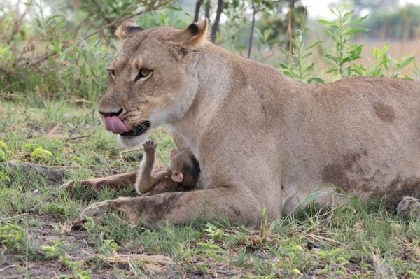 Θηλυκό λιοντάρι σκοτώνει μπαμπουίνο κι ανακαλύπτει το μωρό του  - Το τι ακολούθησε στη συνέχεια είναι απίστευτο [photos] - Φωτογραφία 8