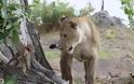 Θηλυκό λιοντάρι σκοτώνει μπαμπουίνο κι ανακαλύπτει το μωρό του  - Το τι ακολούθησε στη συνέχεια είναι απίστευτο [photos] - Φωτογραφία 4