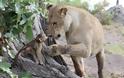Θηλυκό λιοντάρι σκοτώνει μπαμπουίνο κι ανακαλύπτει το μωρό του  - Το τι ακολούθησε στη συνέχεια είναι απίστευτο [photos] - Φωτογραφία 5