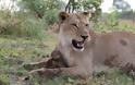 Θηλυκό λιοντάρι σκοτώνει μπαμπουίνο κι ανακαλύπτει το μωρό του  - Το τι ακολούθησε στη συνέχεια είναι απίστευτο [photos] - Φωτογραφία 6