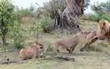 Θηλυκό λιοντάρι σκοτώνει μπαμπουίνο κι ανακαλύπτει το μωρό του  - Το τι ακολούθησε στη συνέχεια είναι απίστευτο [photos] - Φωτογραφία 9