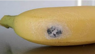 ΑΠΙΣΤΕΥΤΟ: Δεν θα πιστέψετε τι μπορεί να… βγει μέσα από μια μπανάνα [video] - Φωτογραφία 1