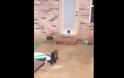 Προσπάθησε να φτιάξει μια πόρτα για τη γάτα του - Δείτε όμως τι έκανε... [video]