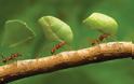 ΤΡΕΛΟ: Δείτε γιατί τα μυρμήγκια πίνουν οξυζενέ...