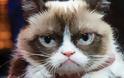 H ‘Grumpy Cat’ είναι το πρώτο ζώο που αποκτά ομοίωμα στο μουσείο της Μαντάμ Τισό [video]