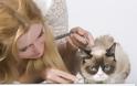 H ‘Grumpy Cat’ είναι το πρώτο ζώο που αποκτά ομοίωμα στο μουσείο της Μαντάμ Τισό [video] - Φωτογραφία 3