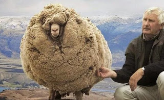 Αυτό το πρόβατο κρύβονταν σε μια σπηλιά επί 6 χρόνια για να αποφύγει το κούρεμα - Στο τέλος όμως το έπιασαν και τότε... [photos] - Φωτογραφία 1