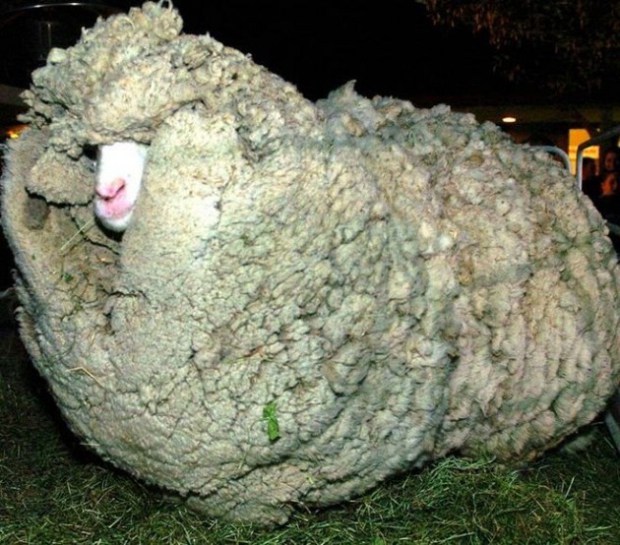 Αυτό το πρόβατο κρύβονταν σε μια σπηλιά επί 6 χρόνια για να αποφύγει το κούρεμα - Στο τέλος όμως το έπιασαν και τότε... [photos] - Φωτογραφία 3