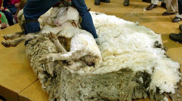 Αυτό το πρόβατο κρύβονταν σε μια σπηλιά επί 6 χρόνια για να αποφύγει το κούρεμα - Στο τέλος όμως το έπιασαν και τότε... [photos] - Φωτογραφία 5