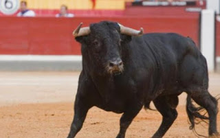 Ισπανία: 60χρονος νεκρός από χτύπημα ταύρου σε φεστιβάλ - Φωτογραφία 1