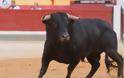 Ισπανία: 60χρονος νεκρός από χτύπημα ταύρου σε φεστιβάλ