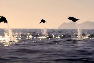 Ιπτάμενα σαλάχια … Και όμως υπάρχει ένα είδος και είναι από τα πιο μαγευτικά θεάματα [video] - Φωτογραφία 1