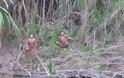 Δείτε αυτή την Φυλή από τον Αμαζόνιο ναβγαίνει για πρώτη φορά από τη ζούγκλα... [video]
