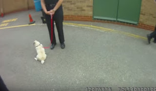 ΤΕΛΕΙΟ: Η αντίδραση ενός κλεμμένου σκύλου όταν επιστρέφεται στην ιδιοκτήτρια του... [video] - Φωτογραφία 1