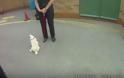 ΤΕΛΕΙΟ: Η αντίδραση ενός κλεμμένου σκύλου όταν επιστρέφεται στην ιδιοκτήτρια του... [video]